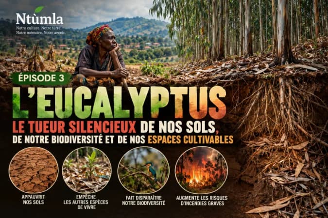 Épisode 3 — L’EUCALYPTUS, LE Tueur silencieux de nos sols, de notre Biodiversite et de nos espaces cultivables